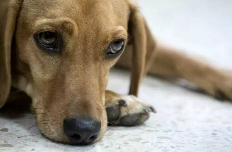 La SPA tire la sonnette d'alarme sur le nombre d'animaux abandonnés sur les routes après ce dernier week-end de chassé-croisé