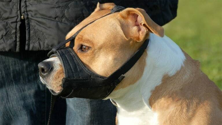 Un couple de septuagénaires hospitalisés après avoir été mordus chez eux par le chien de leur fils dans le Var
