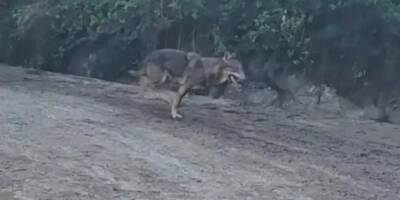Un loup est en cavale dans la presqu'île de Saint-Tropez