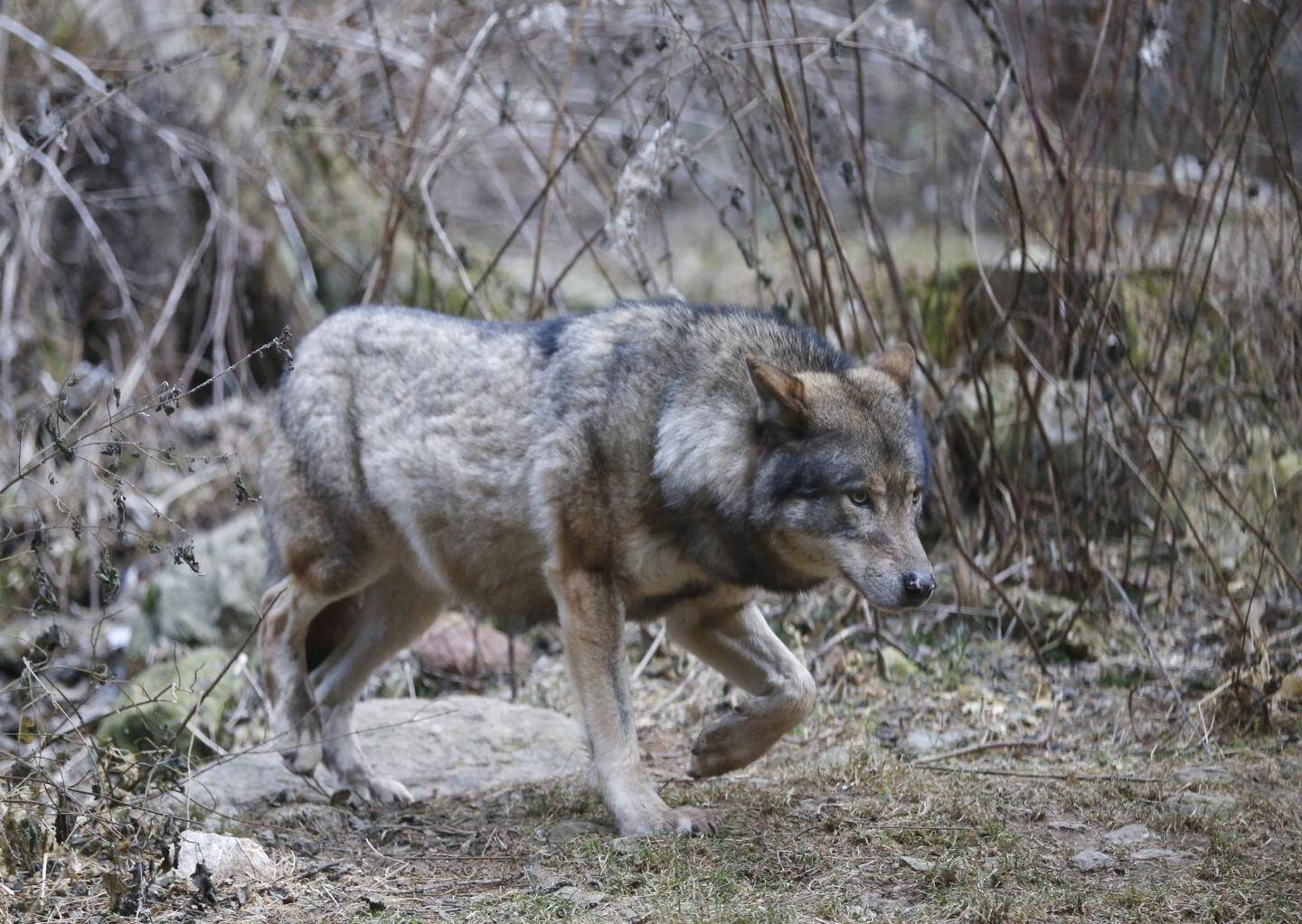 Une étude explique pourquoi et comment un loup peut s'imposer comme chef de meute