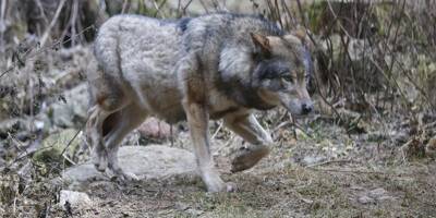 Tir de défense: un loup abattu dans le Doubs alors qu'il s'attaquait à un troupeau