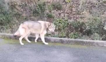 VIDEO. Non, un loup sauvage n'erre pas dans les rues de Saint-Raphaël