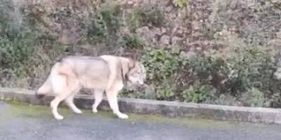 VIDEO. Non, un loup sauvage n'erre pas dans les rues de Saint-Raphaël