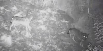 VIDEO. Des loups filmés sur un domaine privé à Mandelieu
