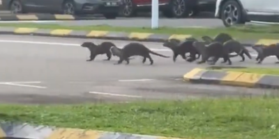 Un gang de loutres sauvages attaque des joggeurs en Malaisie