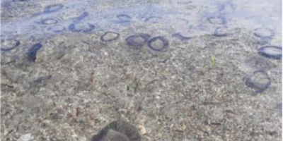 Des méduses signalées sur de nombreuses plages des Alpes-Maritimes, voici quoi faire en cas de piqûre