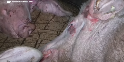 VIDEO. L214 diffuse des images horribles d'un abattoir de truies dans le Finistère