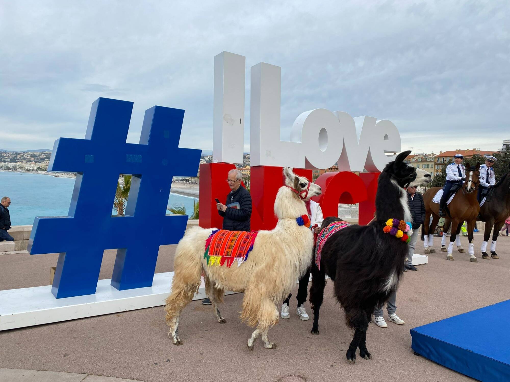 Lamas, chiens, ânes... Une marche des animaux ce dimanche matin sur le bord de mer à Nice