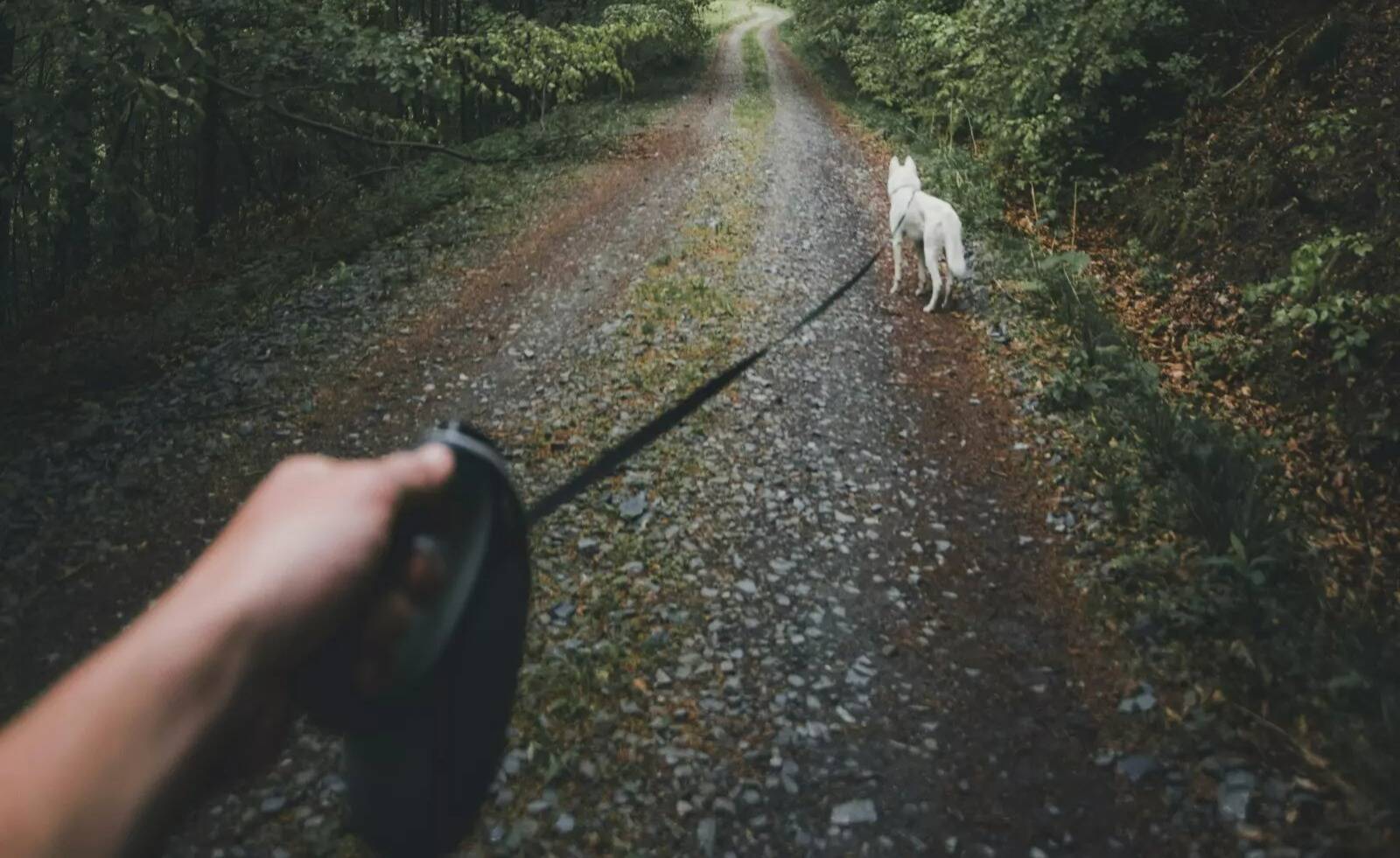 Il faudra bientôt tenir votre chien en laisse en forêt sous peine d'amende