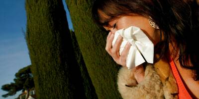 Alerte rouge: les pollens de cupressacées sont de retour dans les Alpes-Maritimes et le Var
