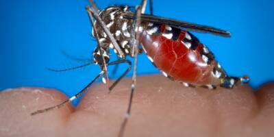 Nice sera la ville d'Europe où la propagation de dengue sera la plus forte d'ici 50 ans