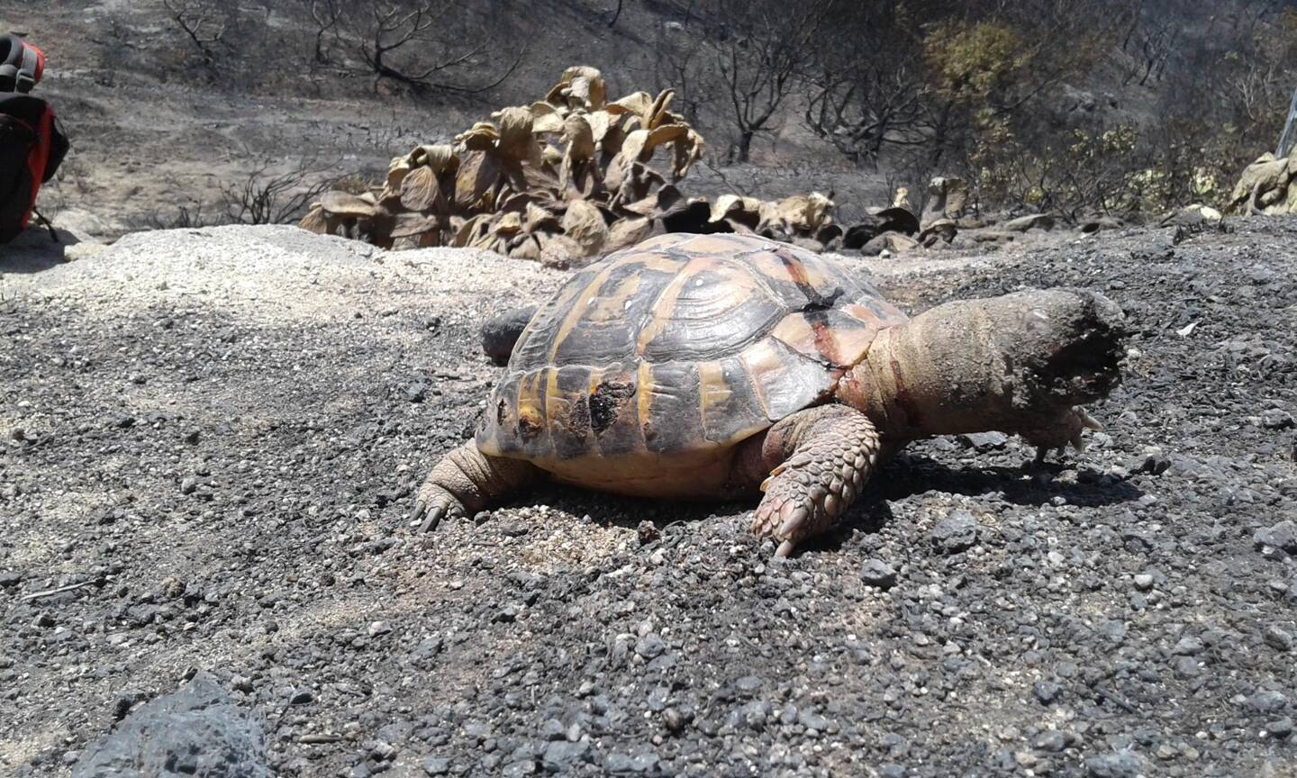 La tortue d'Hermann, une des espèces protégées de la réserve des Maures