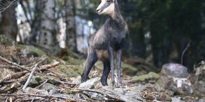 Le gros succès d'une pétition contre la chasse au chamois dans les Alpes-Maritimes