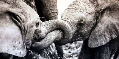 Covid-19: 28 éléphants testés en Inde après la mort d'une lionne imputée au virus