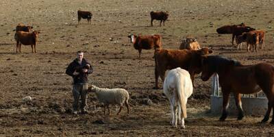 Avec la réforme de la PAC, les éleveurs bovins français craignent d'être rayés de la carte