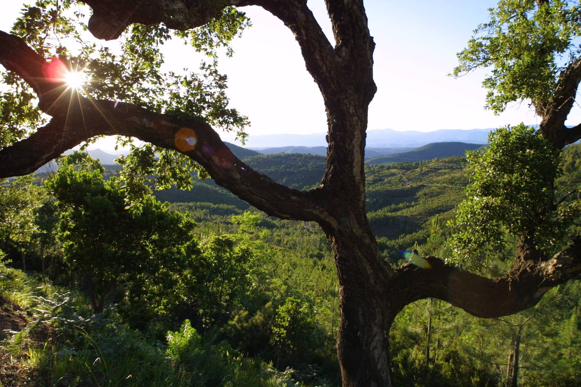 Attention si vous souhaitez vous promenez en forêt ce jeudi: il est déconseillé de se rendre dans certains massifs de la Côte d'Azur en raison des risques incendie
