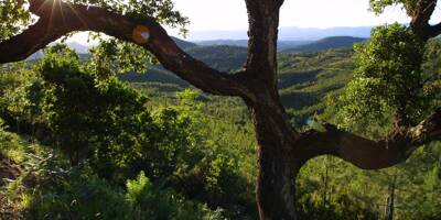 Comment concilier écologie et économie dans la gestion de nos forêts?