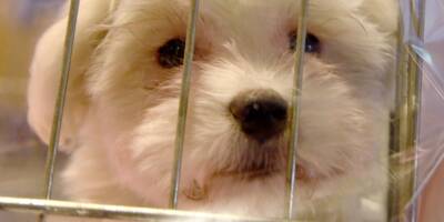 La vente de chiens et de chats bientôt interdite en animalerie et restreinte sur Internet