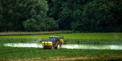 Le glyphosate autorisé pour dix ans de plus dans l'Union européenne: ce qu'il faut savoir sur cet herbicide controversé