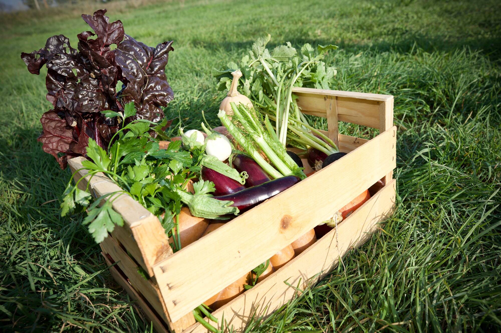 Un peu plus de pesticides utilisés dans les champs proches de parcelles bio selon une étude