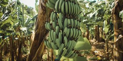 La Terre se rchauffe bananes et mangues dbarquent en Sicile