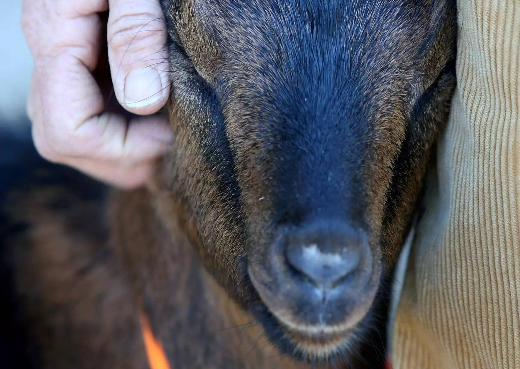 Ivre à Biarritz, il se retrouve en cellule de dégrisement avec sa chèvre