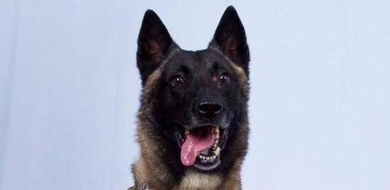 Le propriétaire du chien qui a mordu au moins six personnes à Juan-les-Pins interpellé