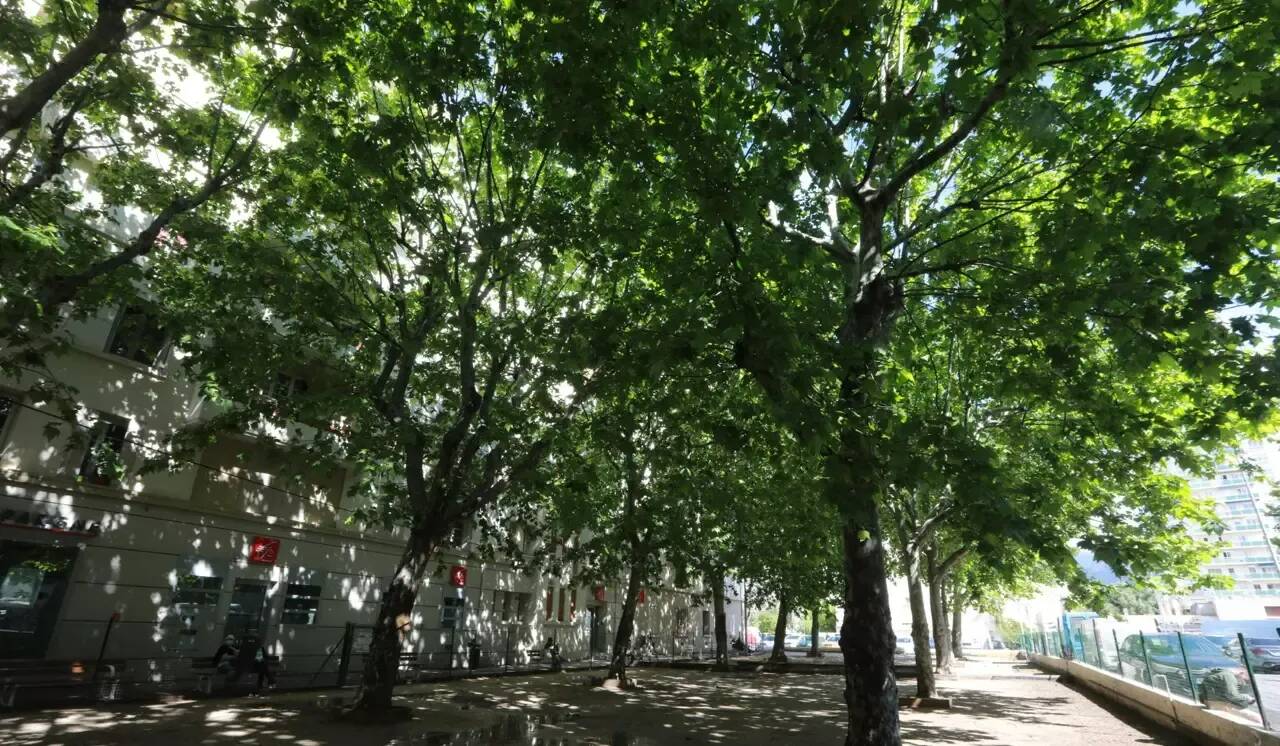 "Tous les arbres ne sont pas bons pour la qualité de l'air": un chercheur azuréen alerte sur les stratégies de plantation en ville