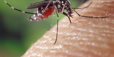 Avec la sécheresse, y aura-t-il moins de moustiques cette année sur la Côte d'Azur?