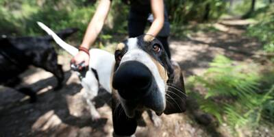 Le risque de morsure ne dépend pas de la race du chien, affirme l'Agence nationale de sécurité sanitaire