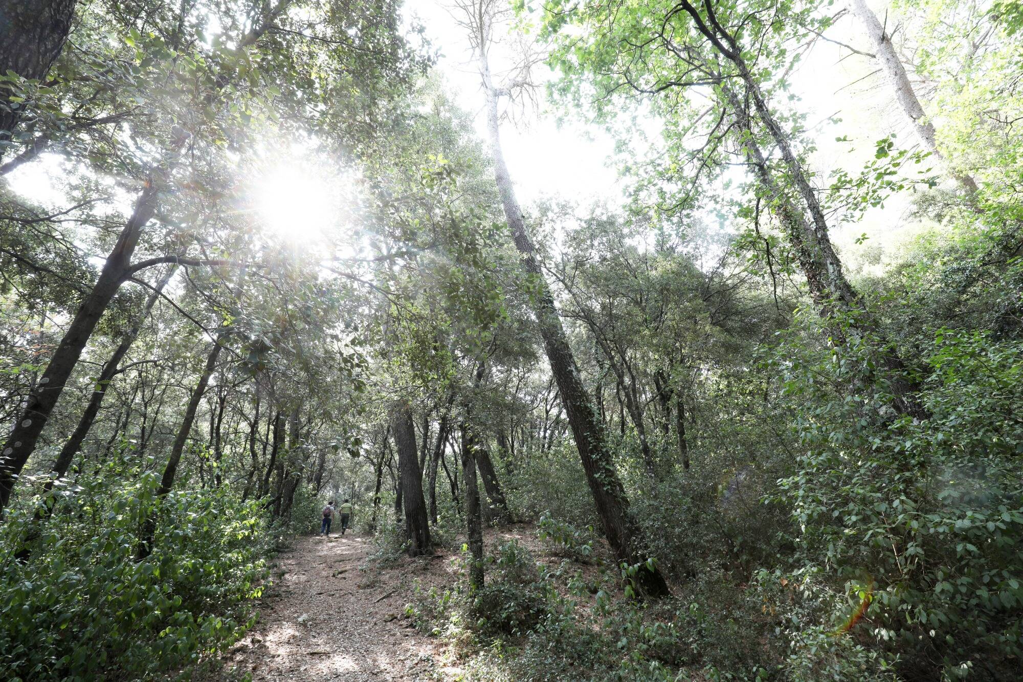 Ai-je le droit de ramasser du bois en forêt pour mon poêle à bois?