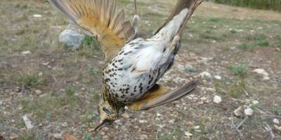 Oiseaux: les chasses à la glu et aux tenderies définitivement abrogées par le Conseil d'Etat