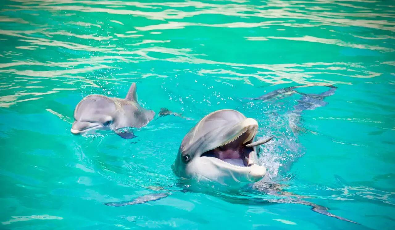 "Une vraie surprise": les dauphins pourraient être attirés vers les filets de pêche par leurs proies, selon les scientifiques