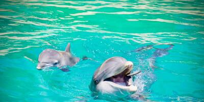 Y a-t-il vraiment plus de dauphins qu'auparavant sur nos côtes?