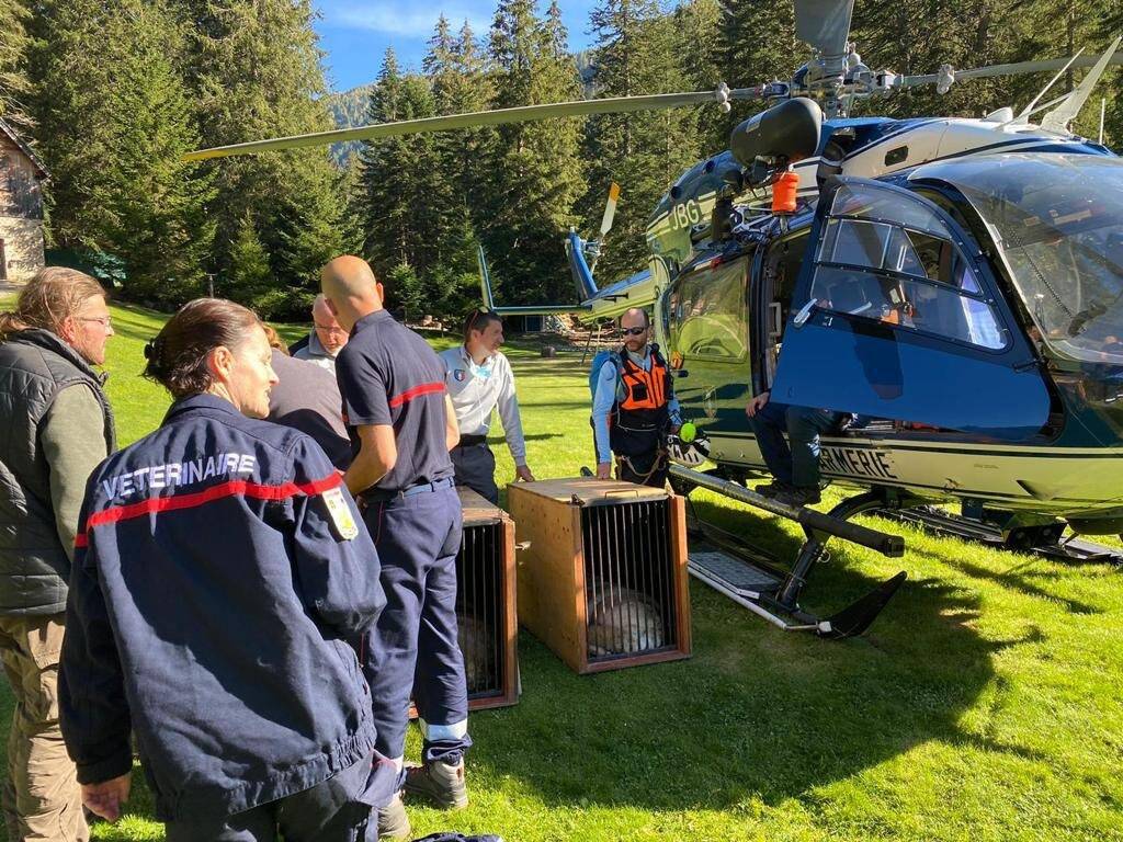 Le département des Alpes-Maritimes souhaite une réouverture du Parc Alpha "dès l'été 2021"