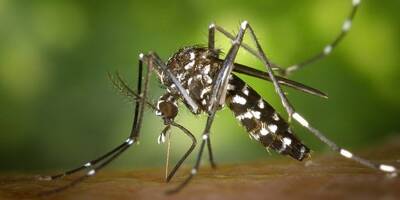 Les moustiques transmettent-ils le virus de la Covid-19?