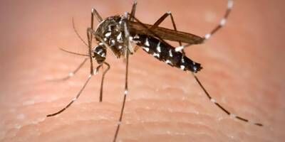 Le phénomène s'installe: une cinquantaine de cas autochtones de dengue ont été détectés en 2023 en France métropolitaine