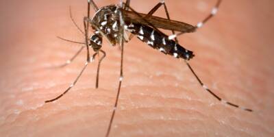 Déjà un record de cas importés de dengue en France métropolitaine, avant même les Jeux olympiques
