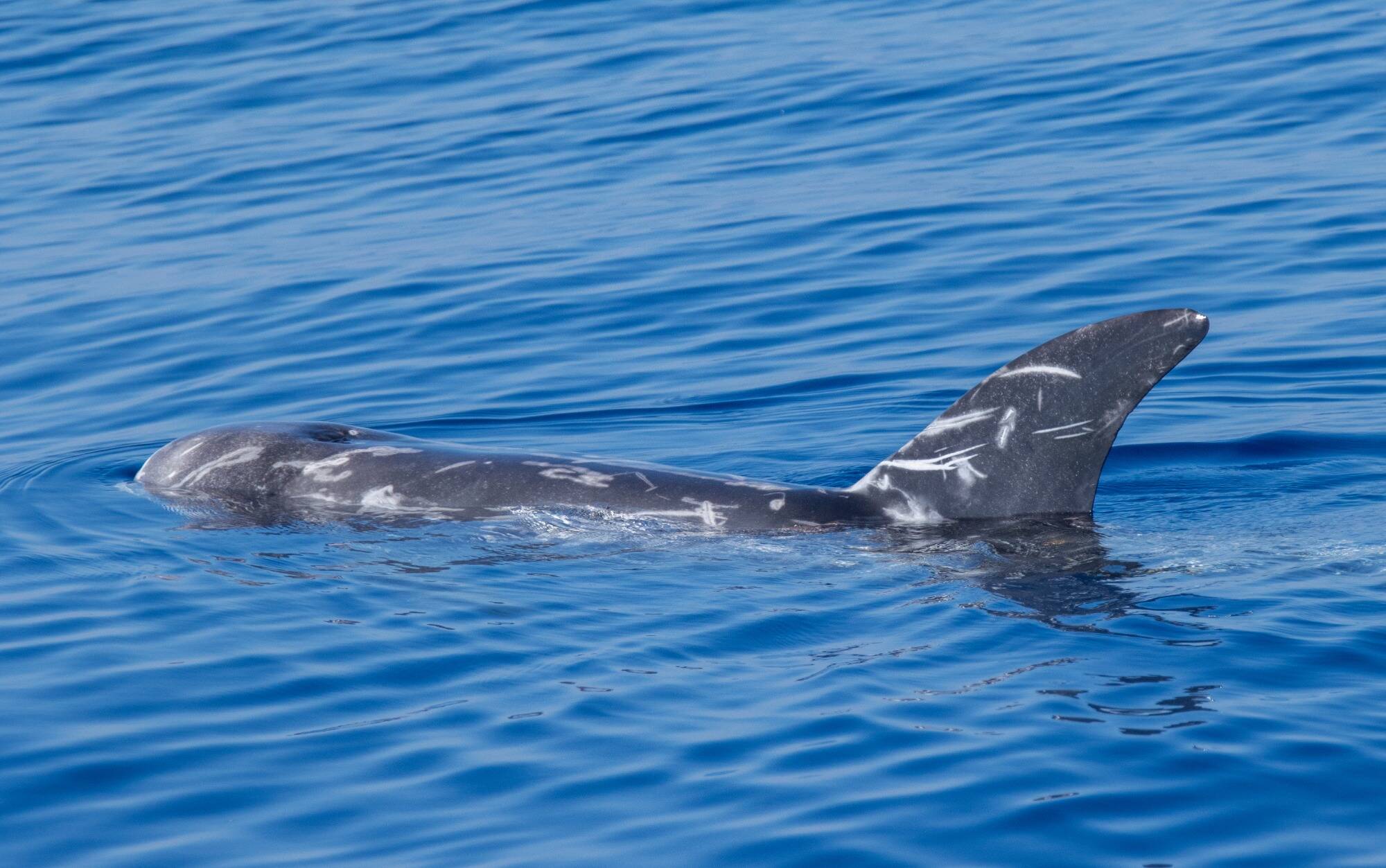 L'armée de Poutine peut-elle vraiment entraîner des dauphins pour des "missions commandos"? On a demandé à Marineland