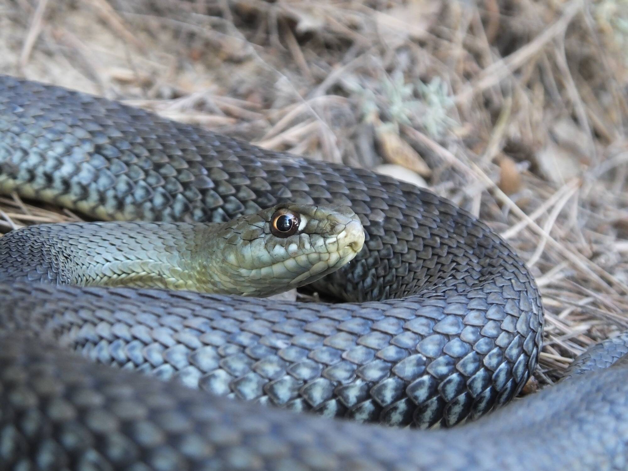 Moustiques, serpents ou chats... Ces espèces invasives coûtent des milliards d'euros à l'Humanité
