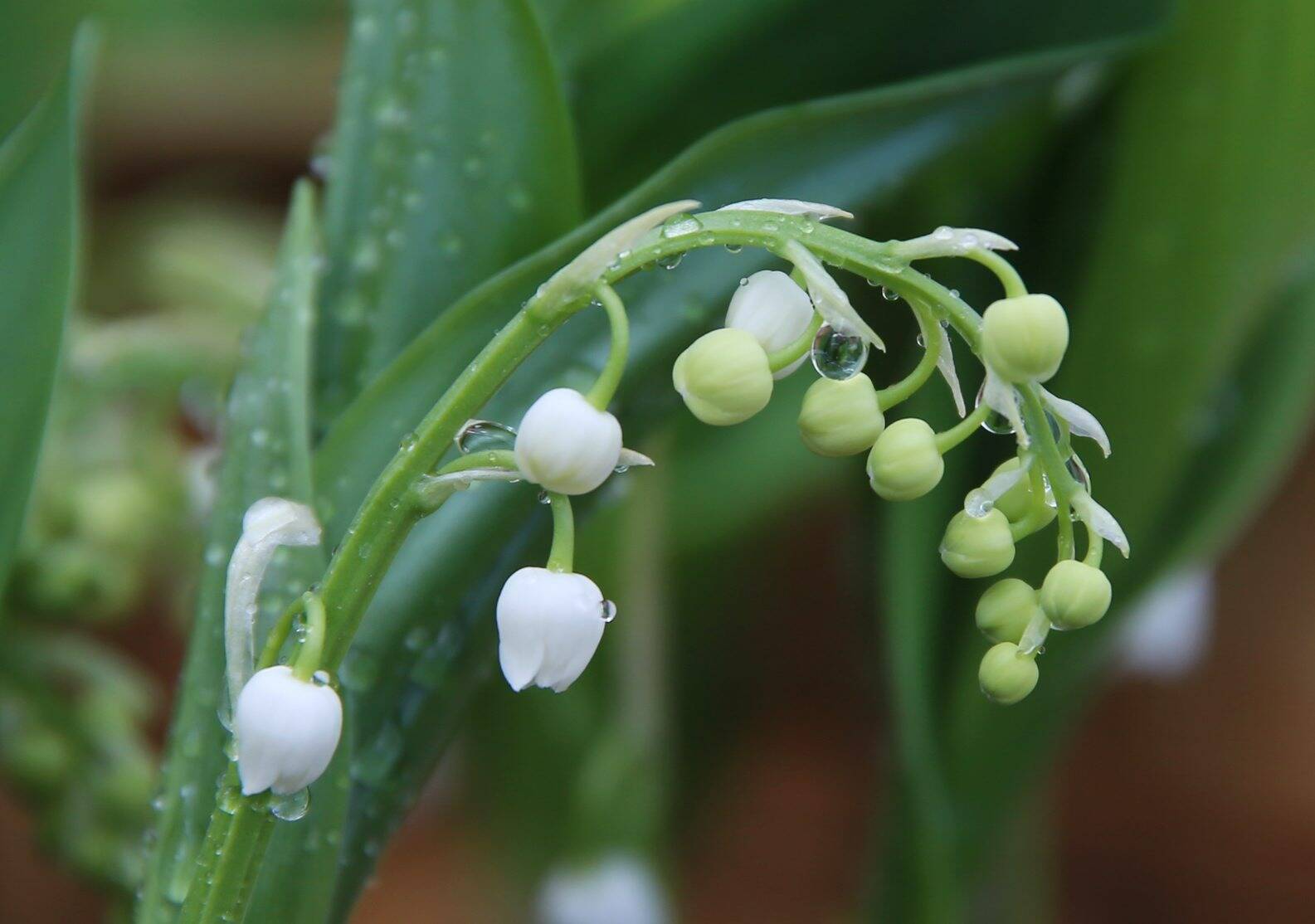 A-t-on le droit de cueillir du muguet en forêt?