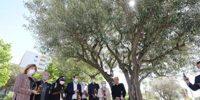 Une huile d'olive sera bientôt produite dans le quartier des Moulins à Nice