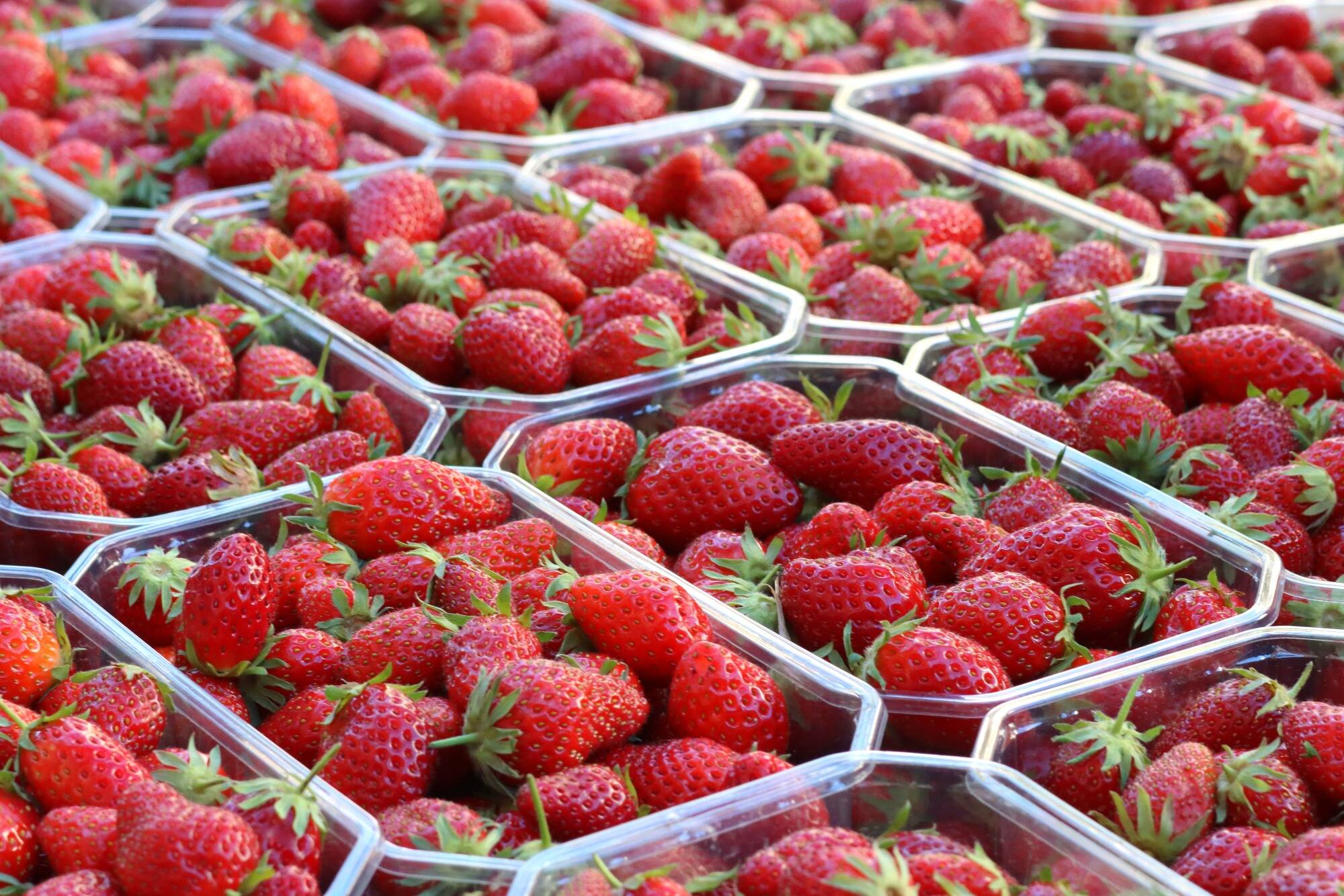 Avec un gâteau de 121 mètres, la France récupère le record du plus grand fraisier du monde