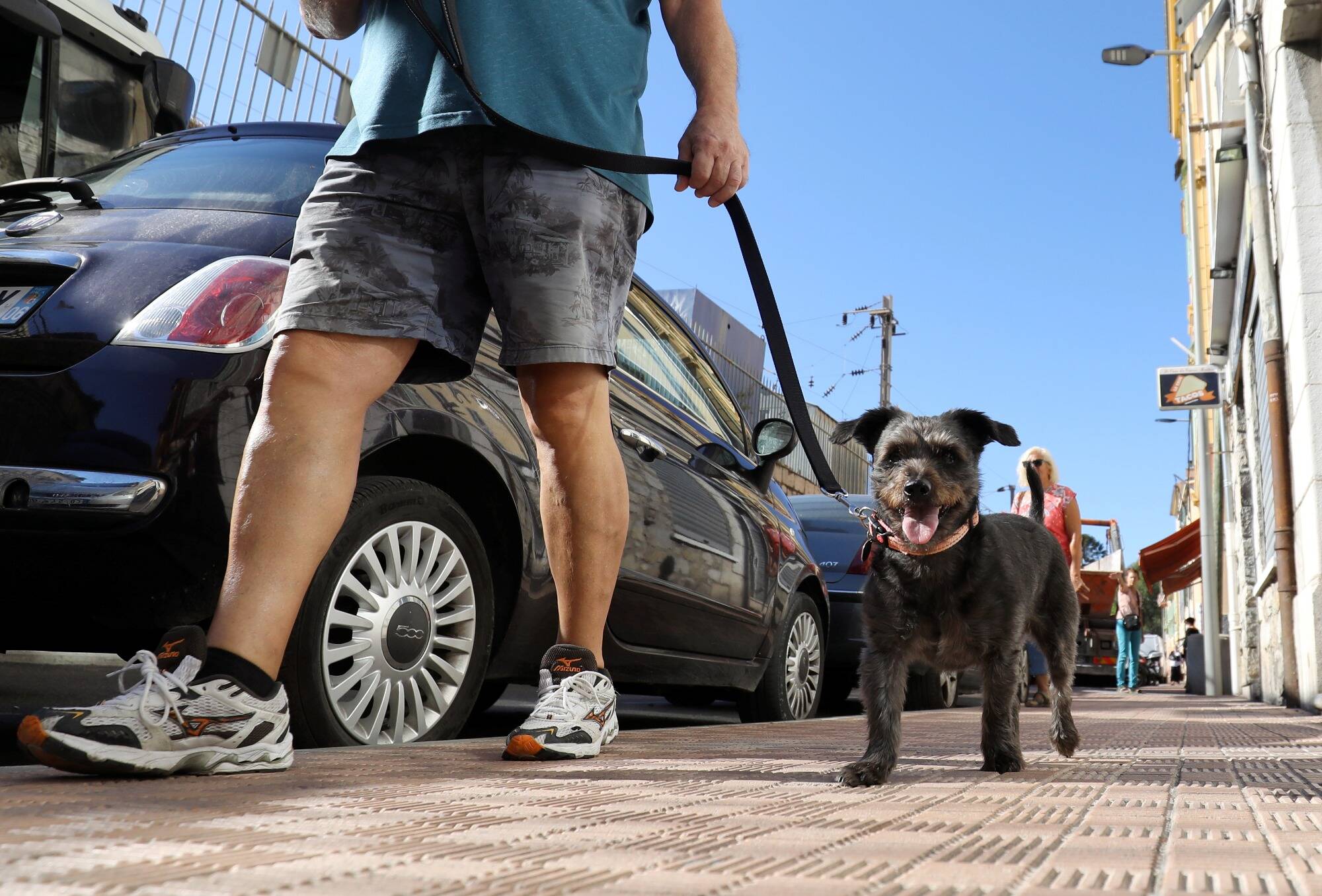L214 dévoile son classement des villes où il fait bon vivre pour les animaux, les Alpes-Maritimes et le Var concernés: où se positionne votre commune?