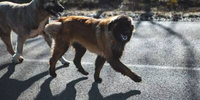 Nouvel empoisonnement près du site de canicross dans le Gard, deux chiens morts intoxiqués