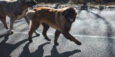 Deux nouveaux chiens empoisonnés sur le site de canicross dans le Gard