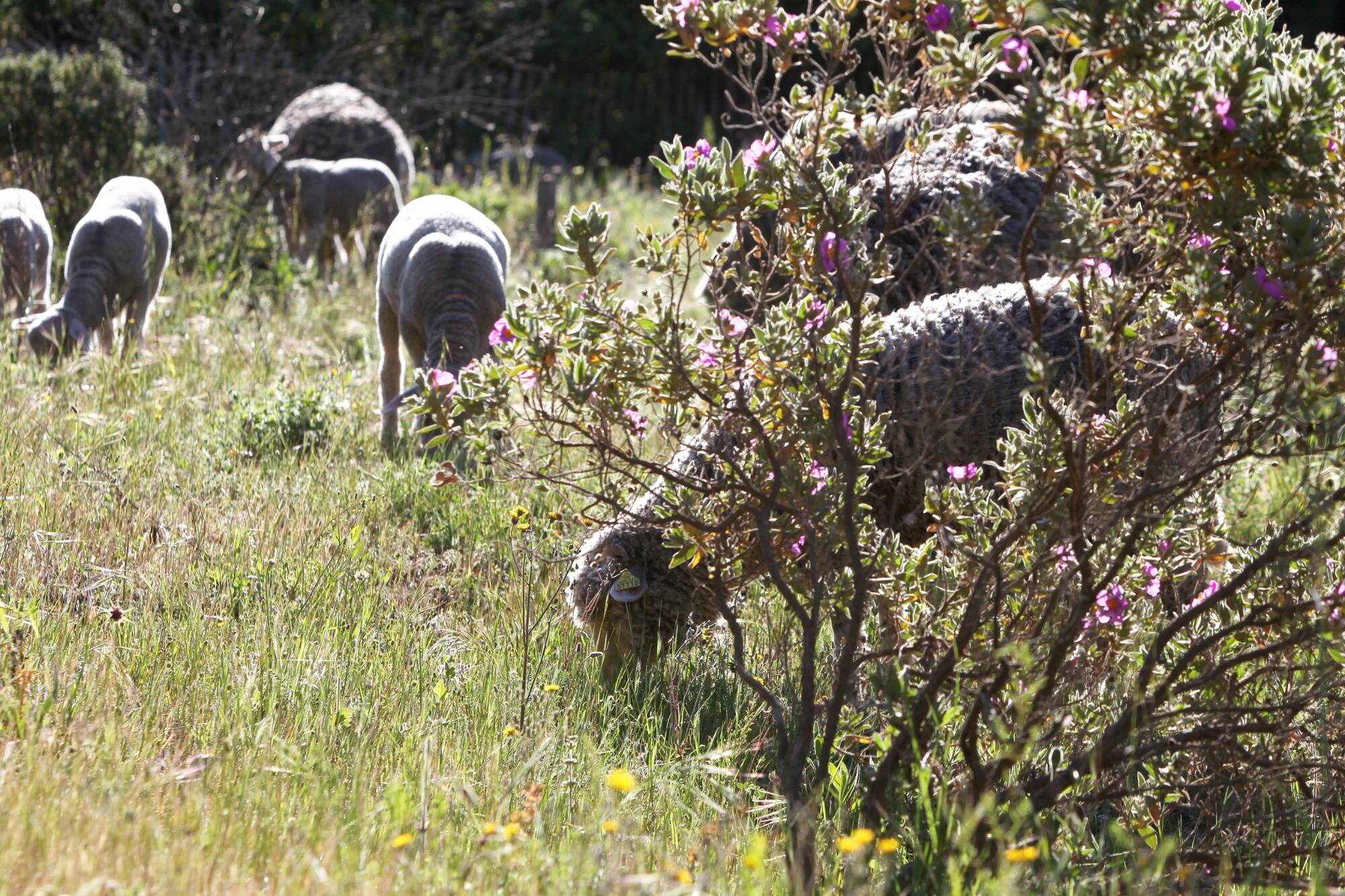 Aïd el-Kébir: L214 porte-plainte pour "complicité d'abattage d'animaux" clandestin