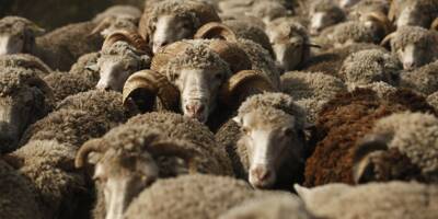 Aïd el-Kébir: 40 moutons retrouvés entassés dans 12m2 dans une cité de Nice