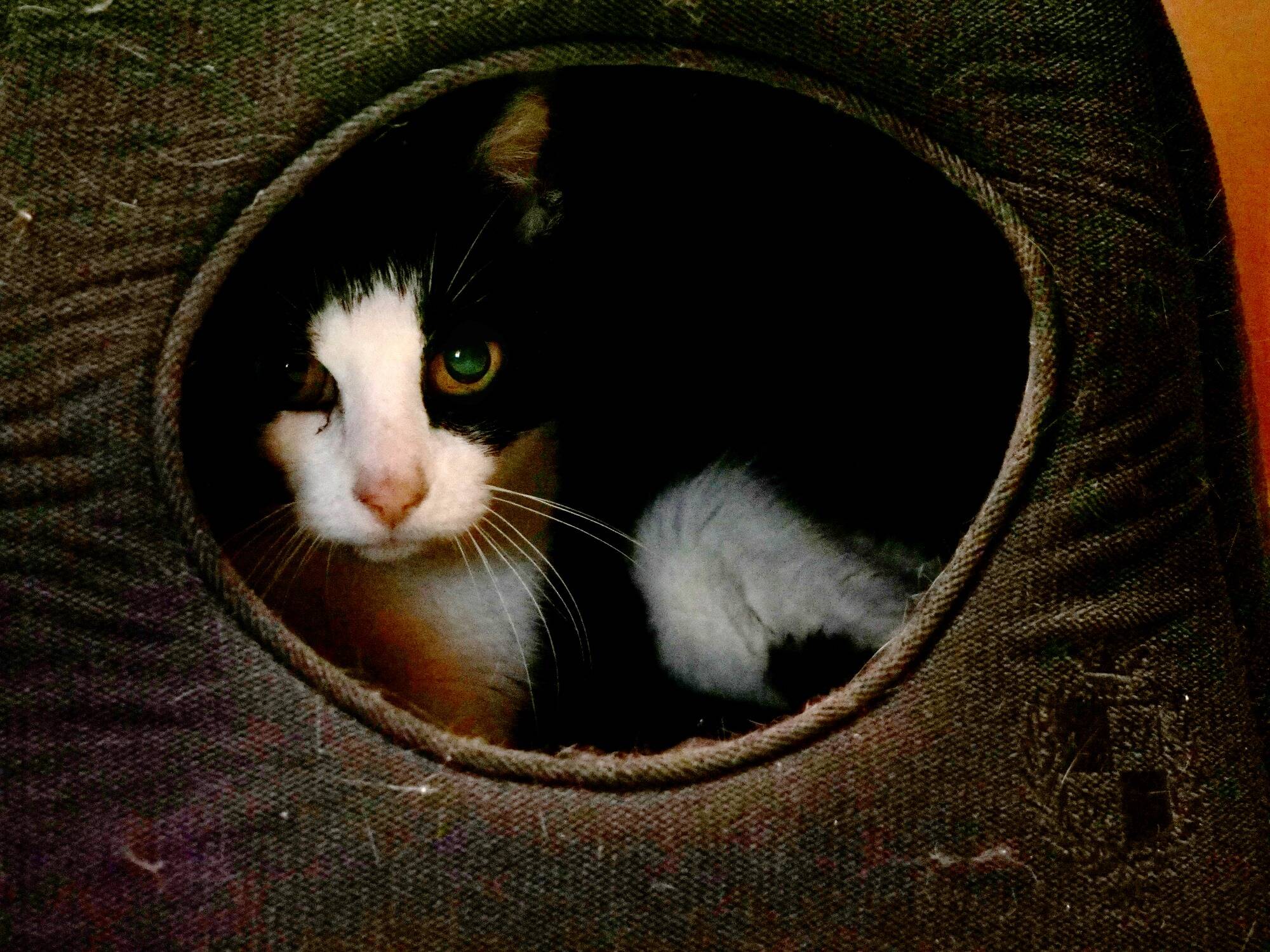 Sa locataire ne paie plus le loyer et élève 60 chats dans un studio qu'il avait refait à neuf, un propriétaire témoigne