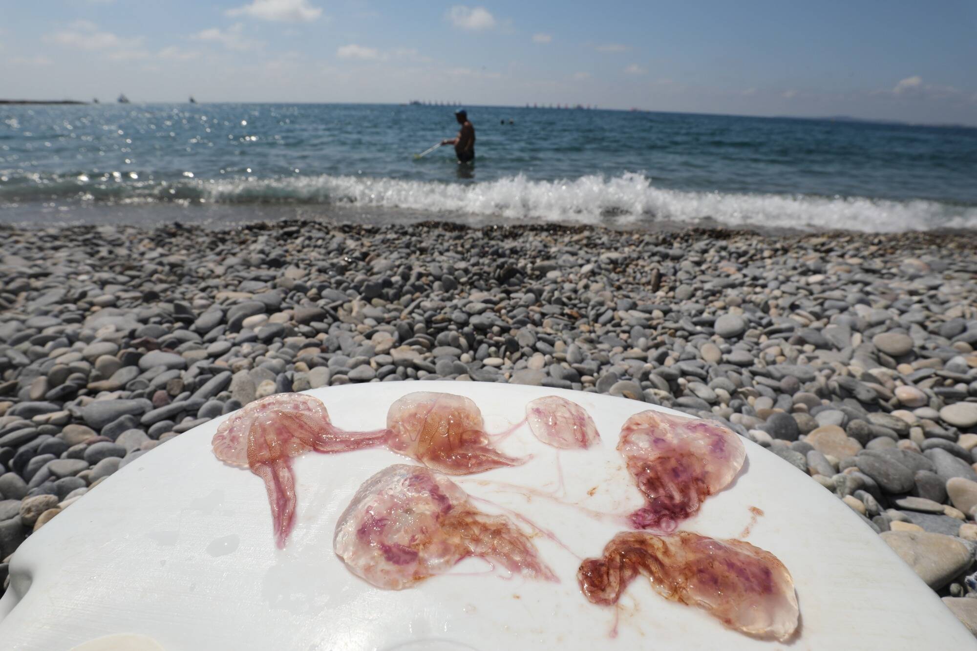 Attention aux piqûres: des méduses signalées dans les Alpes-Maritimes et le Var, voici la liste des plages concernées